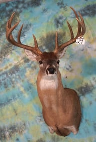 11pt. 160's gross Class Whitetail Deer Shoulder Taxidermy Mount