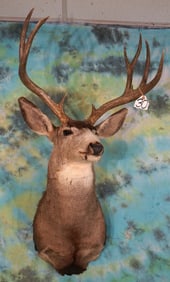 Good size Colorado Mule Deer Shoulder Taxidermy Mount