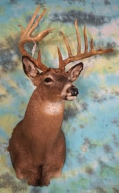 13pt. Missouri Whitetail Deer Shoulder 170's Class Taxidermy Mount