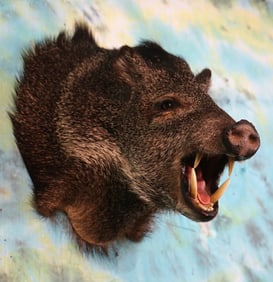 Good Quality Javelina Shoulder Taxidermy Mount
