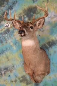 10pt. Whitetail Deer Shoulder Taxidermy Mount