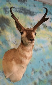 Pronghorn Antelope Shoulder Taxidermy Mount