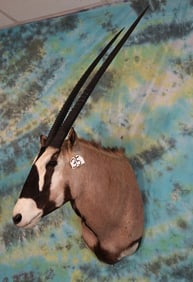 African Gemsbuck Antelope Shoulder Taxidermy Mount