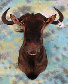 African Blue Wildebeest Shoulder Taxidermy Mount
