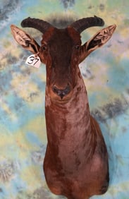 African Tsessebee Antelope Shoulder Taxidermy Mount