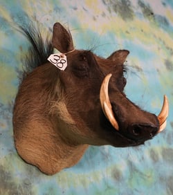 African Warthog Shoulder Taxidermy Mount