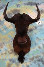 African Black Wildebeest Shoulder Taxidermy Mount