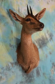 African Southern Bush Duiker Shoulder Taxidermy Mount