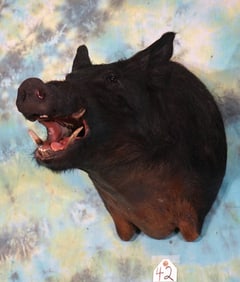 Wild Boar or "Feral Hog" Shoulder Taxidermy Mount