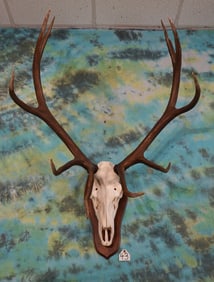 6 x 6 Elk Skull on Walnut Panel Taxidermy