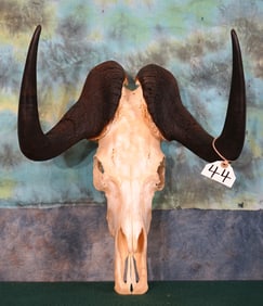 African Black Wildebeest Skull Taxidermy