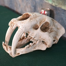 Full size Fiberglass Replica of a Mature Sabertooth Tiger Skull