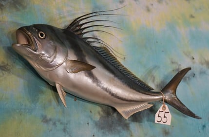24 1/2" Fiberglass Reproduction Saltwater Rooster Fish Taxidermy Mount