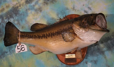 22 1/2" 8 1/2 lbs. Real Skin Largemouth Bass Taxidermy  Fish Mount