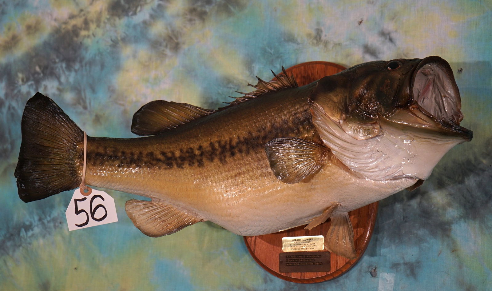 22 1/2" 8 1/2 lbs. Real Skin Largemouth Bass Taxidermy  Fish Mount (1 of 3)