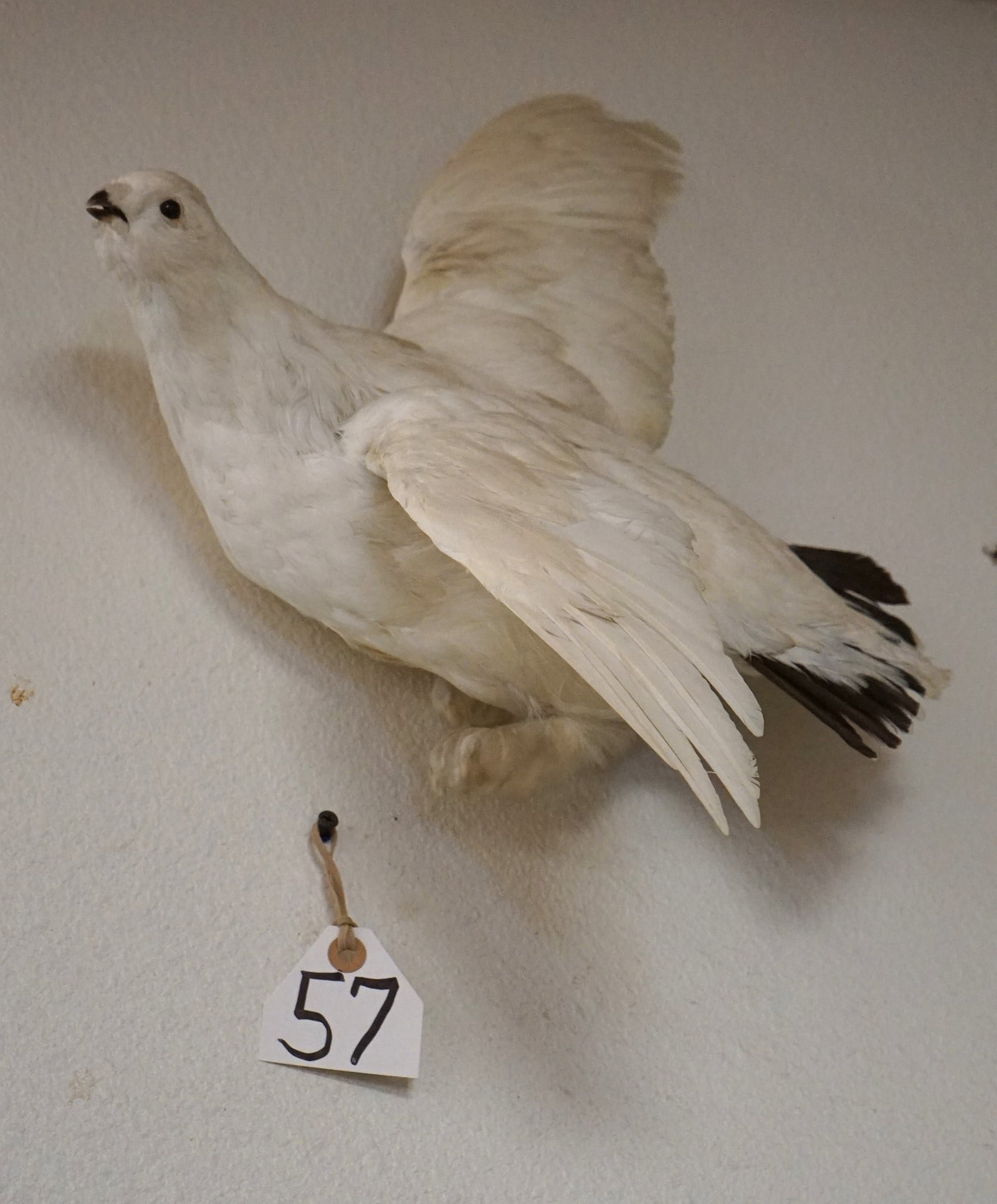 Flying Winter Ptarmigan from Alaska Taxidermy Bird Mount: This mount is in excellent condition with grade 9.25 taxidermy quality.