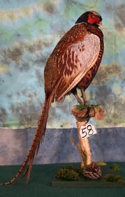 Brand New! Ringneck Pheasant Taxidermy Bird Mount