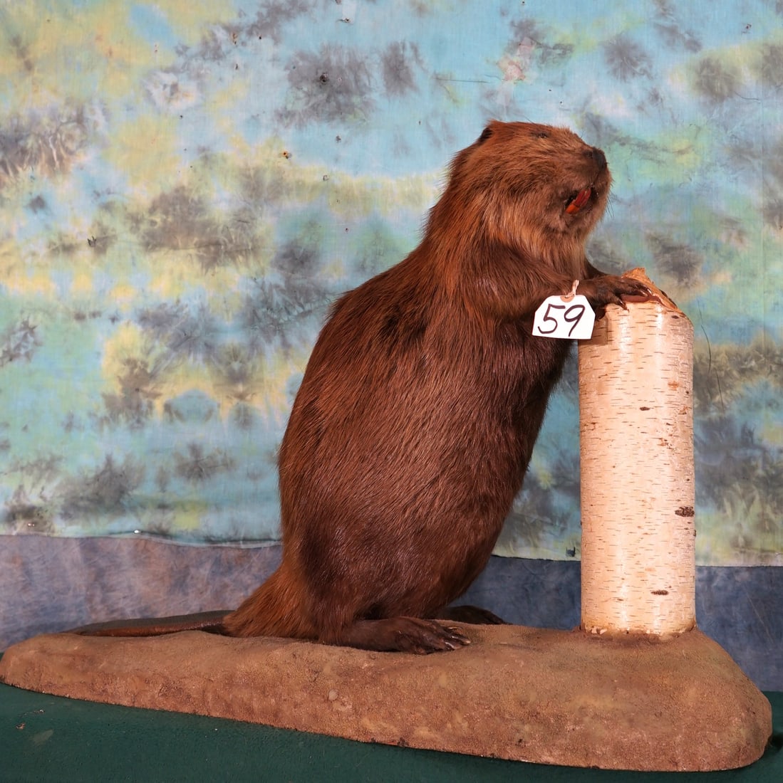 Beaver Full Body in Habitat Taxidermy Mount: This mount has lifelike looks with great expression. The Beaver is in excellent condition with excellent taxidermy that grades a 9.75.