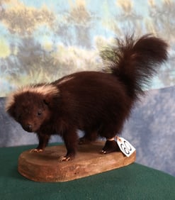 Skunk Full Body Taxidermy Mount