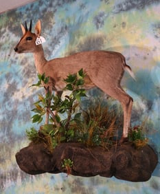 African Bush Duiker Full Body Mount in Habitat Taxidermy