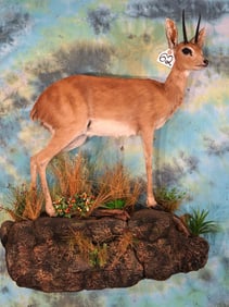 African Stienbuck Full Body Mount in Habitat Taxidermy