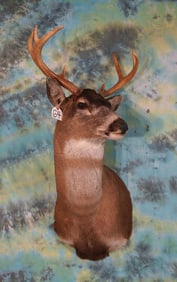 Alaskan Sitka Blacktail Deer Shoulder Taxidermy Mount