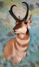 Pronghorn Antelope Shoulder Taxidermy Mount