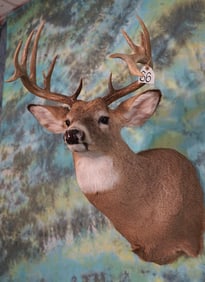 Nice! 15pt. Kansas Double Drop Whitetail Buck Shoulder Taxidermy Mount