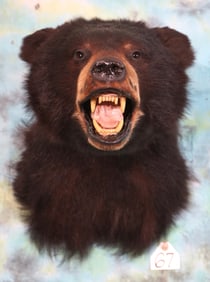 Cool Black Bear Shoulder Taxidermy Mount