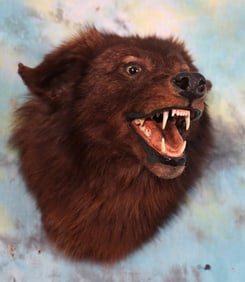 Awesome! Black Timber Wolf Shoulder Taxidermy Mount