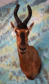 African Red Hartebeest Antelope Shoulder Taxidermy Mount