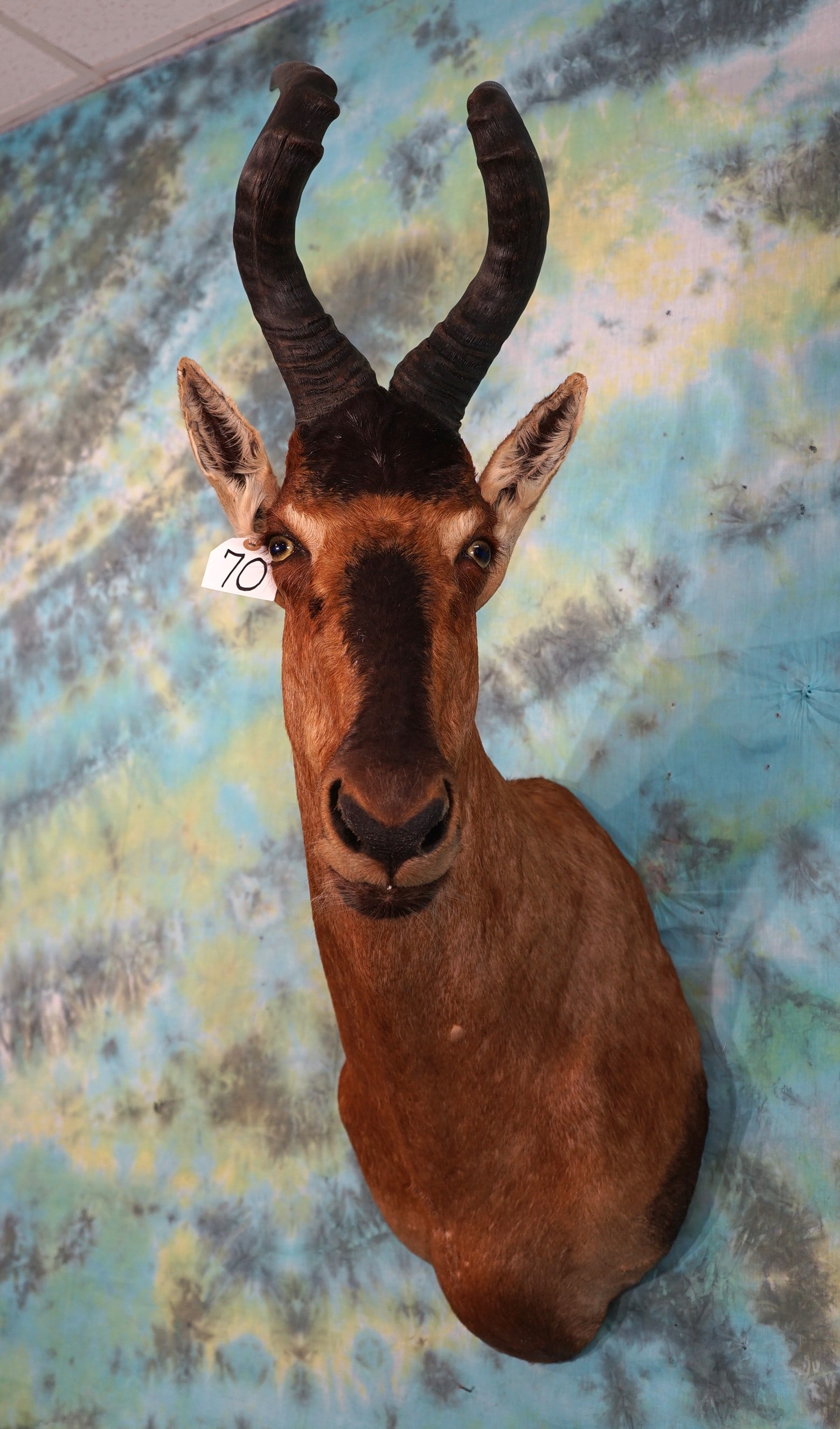 African Red Hartebeest Antelope Shoulder Taxidermy Mount (1 of 3)