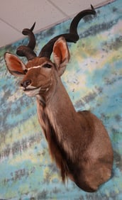 African Greater Kudu Shoulder Taxidermy Mount