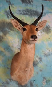 African Common Reedbuck Antelope Shoulder Taxidermy Mount