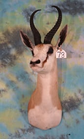 African Common Springbuck Gazelle Shoulder Taxidermy Mount