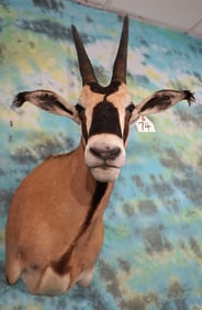 African Fringe Eared Oryx Shoulder Taxidermy Mount ** TEXAS RESIDENTS ONLY!!**