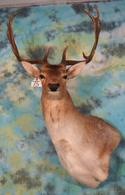 Beautiful European Fallow Deer Shoulder Taxidermy Mount