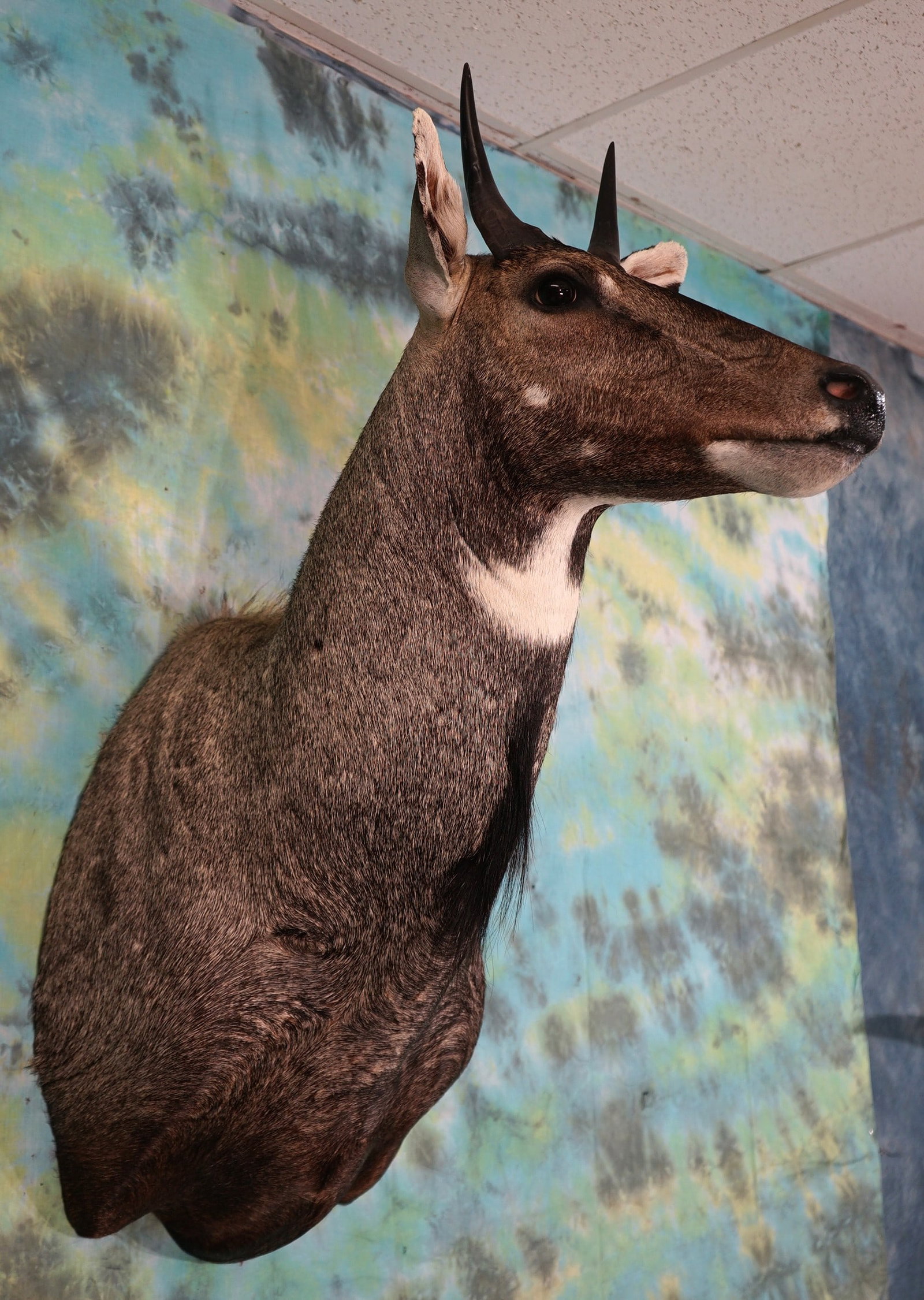 Nice Nilgai Antelope Shoulder Taxidermy Mount (1 of 3)