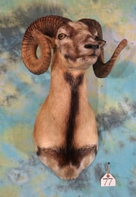 Pretty Corsican Sheep Shoulder Taxidermy Mount