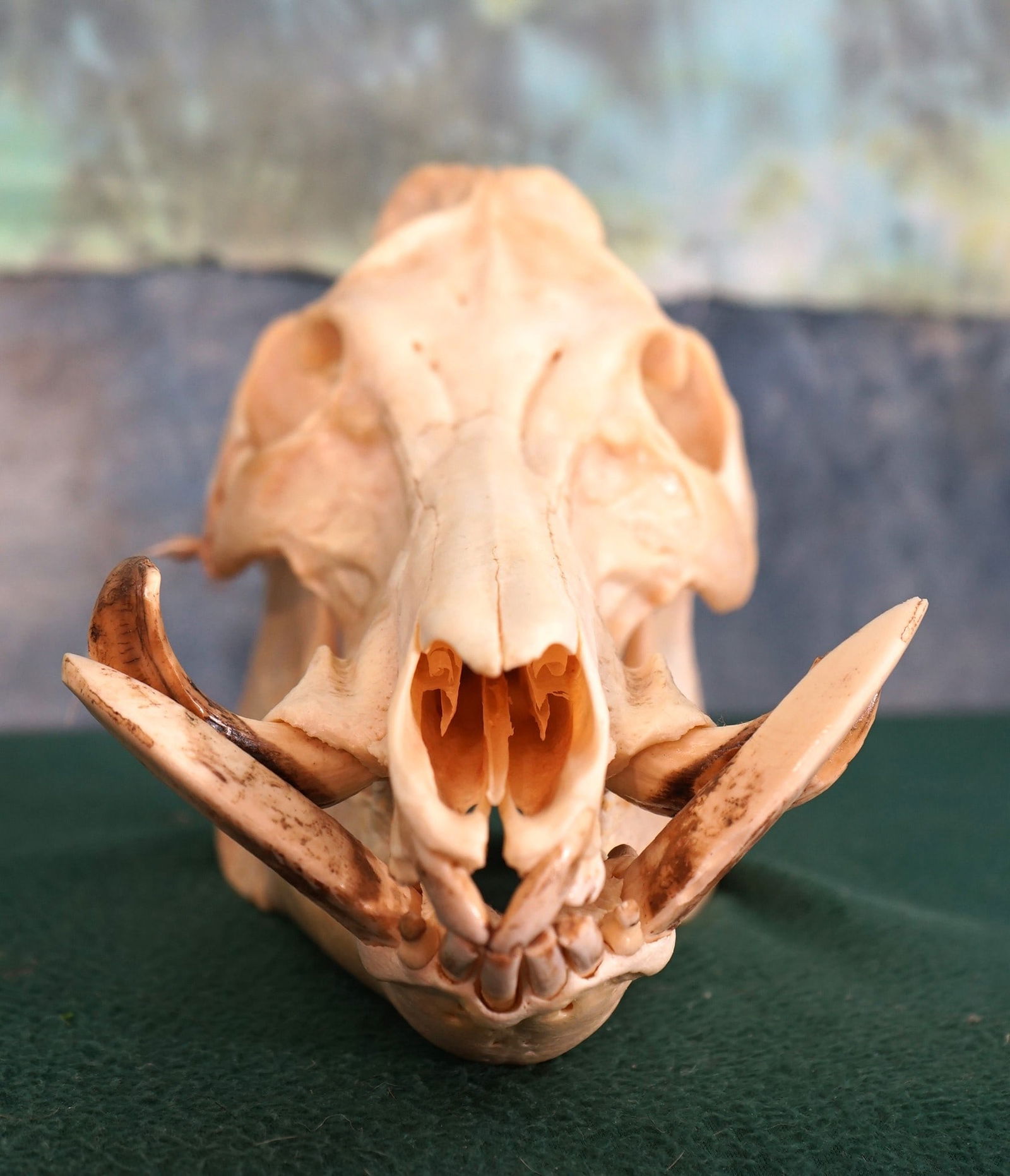 Wild Boar Complete Skull Taxidermy (1 of 3)