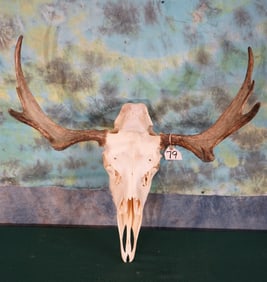 Very Nice Shiras Moose Skull Taxidermy
