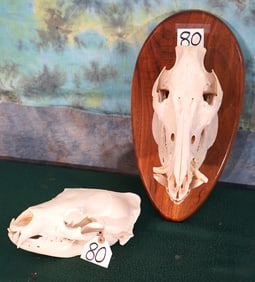 Wild Boar & Black Bear Skulls Taxidermy