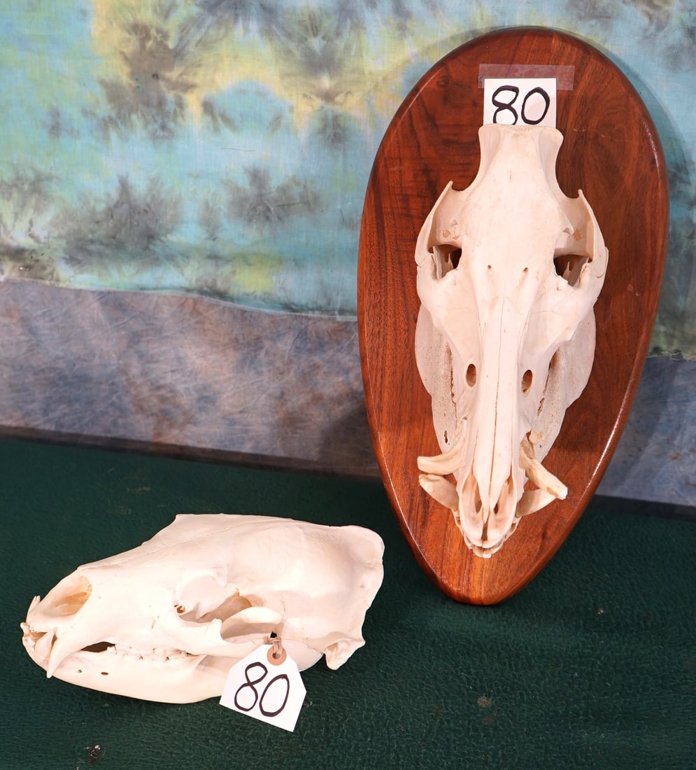 Wild Boar & Black Bear Skulls Taxidermy: Both of these skulls are in good condition, but they are missing teeth. The Black Bear skull is missing almost all of his front teeth at the top and the bottom. The Wild Boar is missing three or four 