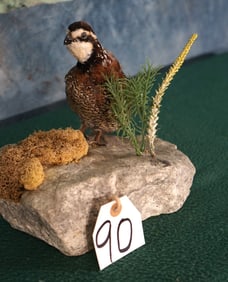 Bobwhite Quail Taxidermy Bird Mount