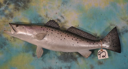 27 1/2" Fiberglass Reproduction Speckled Sea Trout Taxidermy Fish Mount