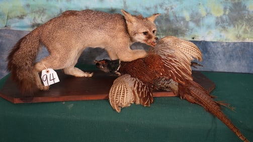 Gray Fox Full Body Mount with Ringneck Pheasant Prey Taxidermy Mount