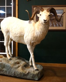 Alaskan Dall Sheep Full Body Taxidermy Ram Mount