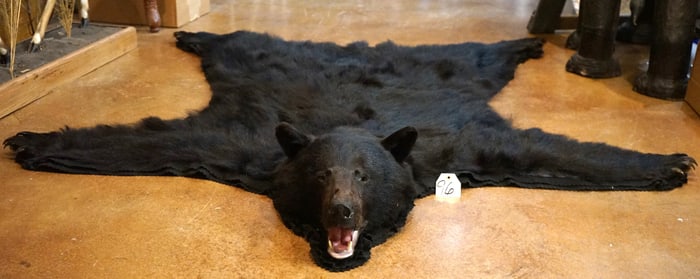 New Black Bear Rug Quality Taxidermy Mount