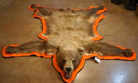 Pretty Cinnamon colored Black Bear Rug Taxidermy Mount