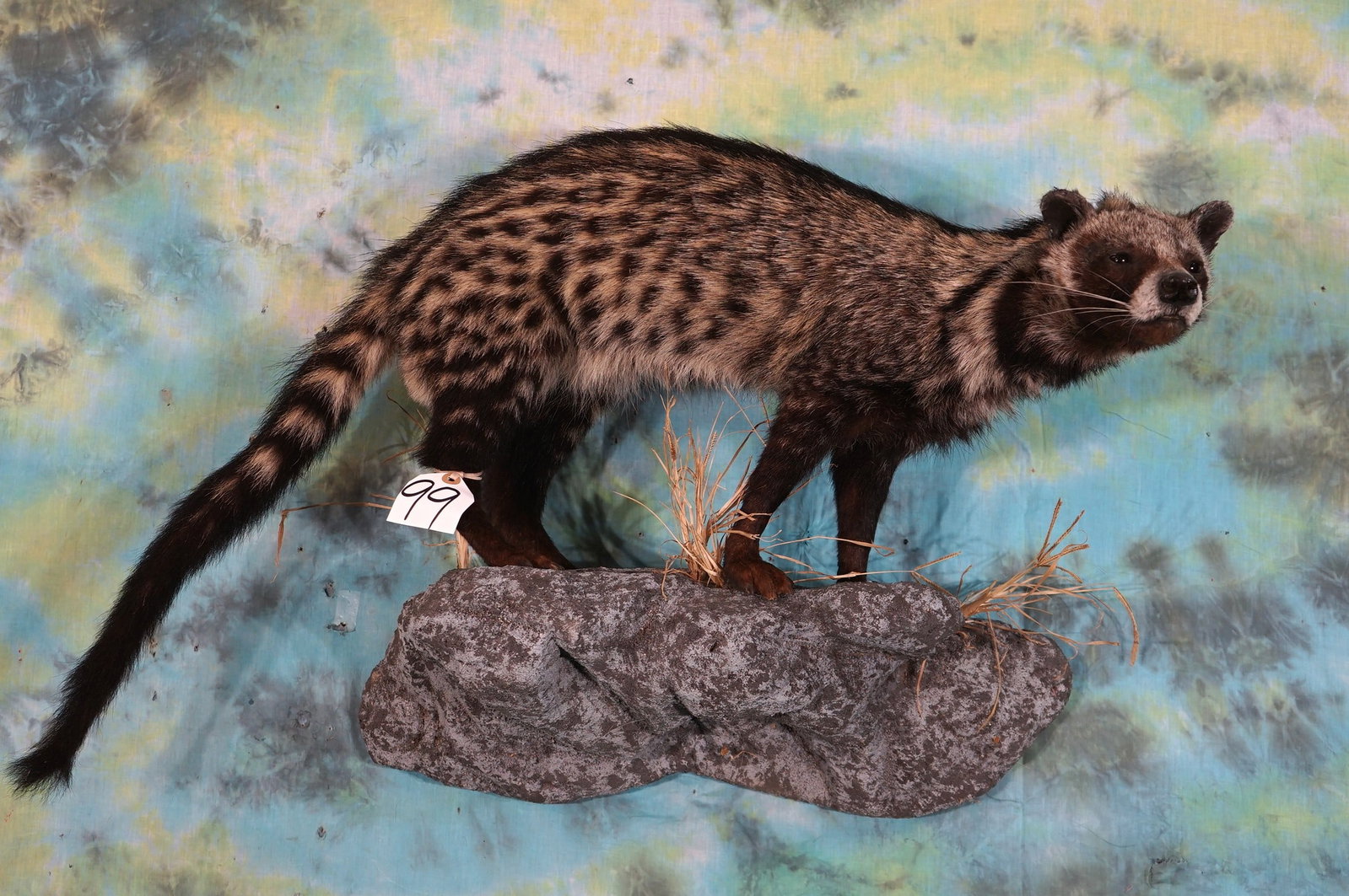 Beautiful African Civet Call Full Body Taxidermy Mount: This mount has a good natural pose and a very lifelike expression. The taxidermy quality grades a 9.5. and this mount is in excellent condition.